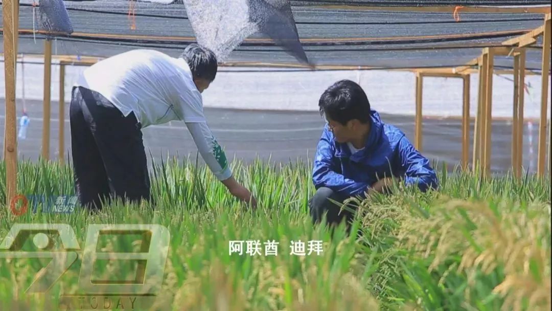 海水稻是什么农业,什么是海水稻的重要特征