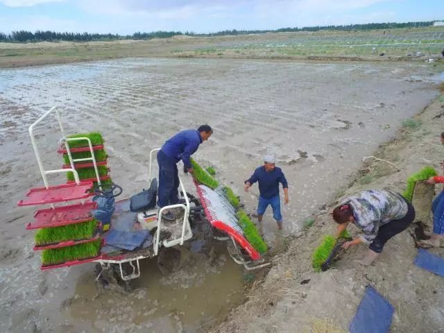 海水稻是什么农业,什么是海水稻的重要特征