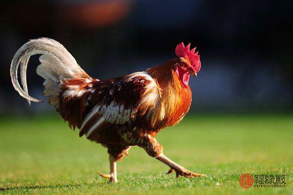 鸡年配什么生肖好属鸡人的最佳婚配