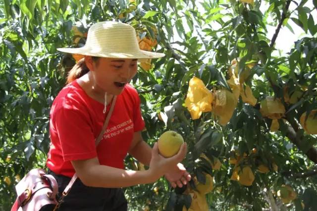 黄桃熟了欢迎朋友们过来品尝采摘,黄桃成熟了欢迎你来品尝采摘