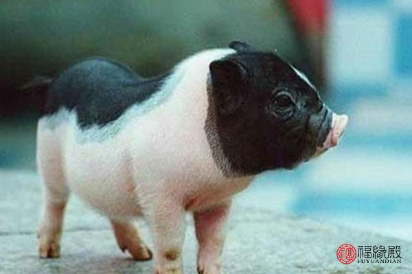 95年猪与95属猪结婚好吗,95年属猪结婚大利月是几月