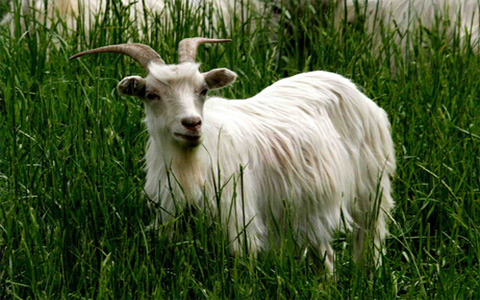 1955年属羊的幸运颜色,1955年属羊适合养狗吗