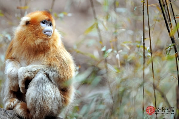 94年属狗和92年属猴婚姻相配吗,92年属猴与95年属猪的婚姻如何