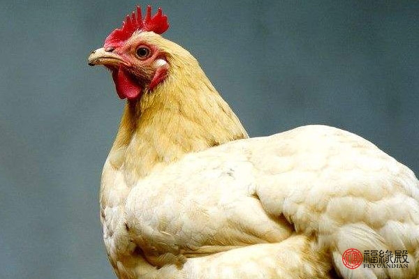 鸡年配什么生肖好属鸡人的最佳婚配