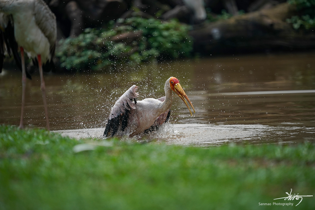 索尼FE600mmF4GMOSS广州长隆动物园第一手试拍