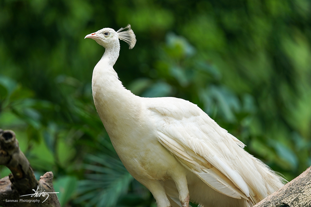 索尼FE600mmF4GMOSS广州长隆动物园第一手试拍