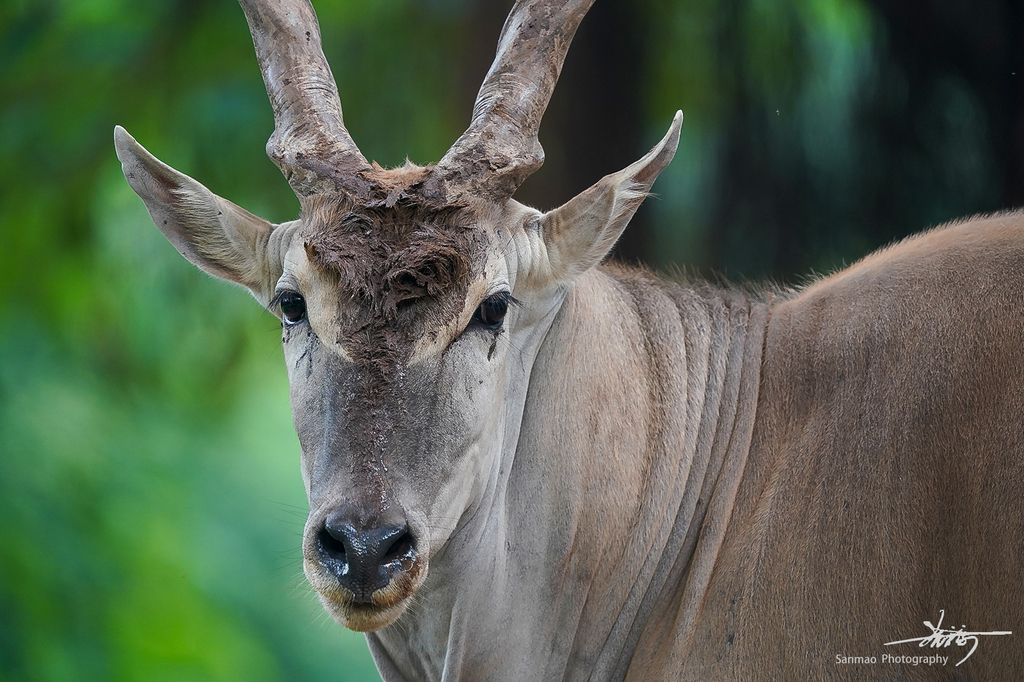 索尼FE600mmF4GMOSS广州长隆动物园第一手试拍