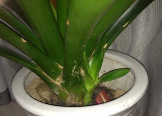 鸿运当头侧芽怎么才能开花,鸿运当头侧芽怎么栽培