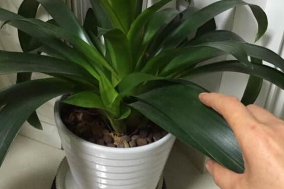 鸿运当头侧芽怎么才能开花,鸿运当头侧芽怎么栽培