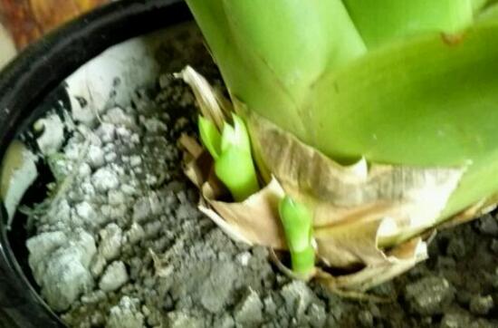 鸿运当头侧芽怎么才能开花,鸿运当头侧芽怎么栽培