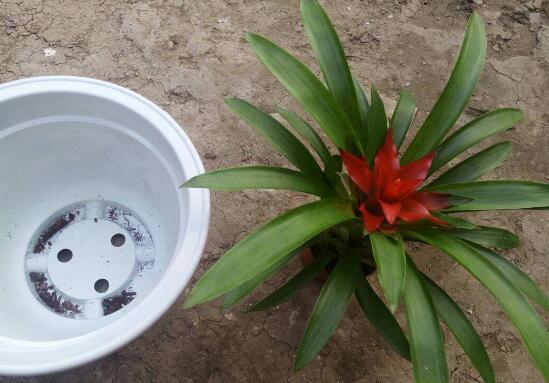 鸿运当头侧芽怎么才能开花,鸿运当头侧芽怎么栽培