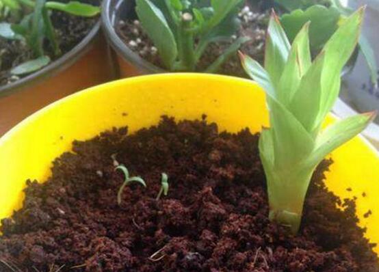 鸿运当头侧芽怎么才能开花,鸿运当头侧芽怎么栽培