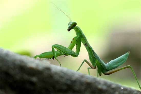 你还知道益虫有哪些,各种益虫有哪些