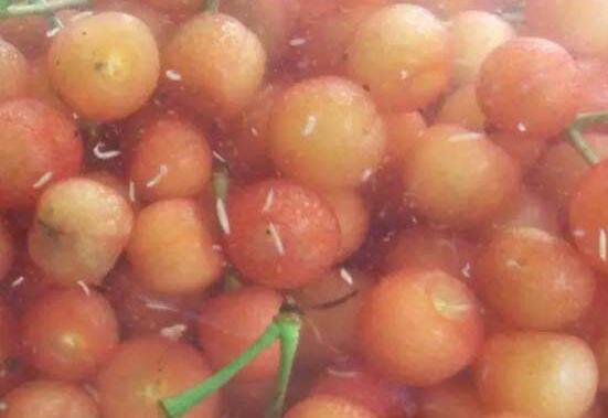 樱桃里有虫子樱桃还能吃吗,樱桃里面有虫子吃了有什么影响吗