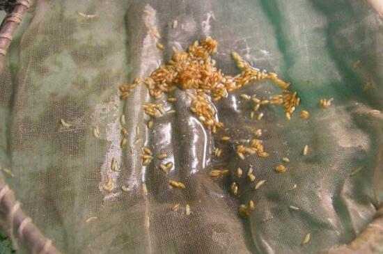 樱桃里有虫子樱桃还能吃吗,樱桃里面有虫子吃了有什么影响吗