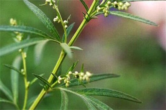 艾草长什么样子图片大全,艾草长什么样子的怎么辨别