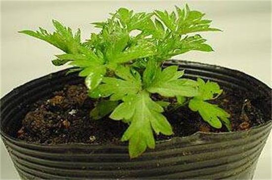 艾草长什么样子图片大全,艾草长什么样子的怎么辨别