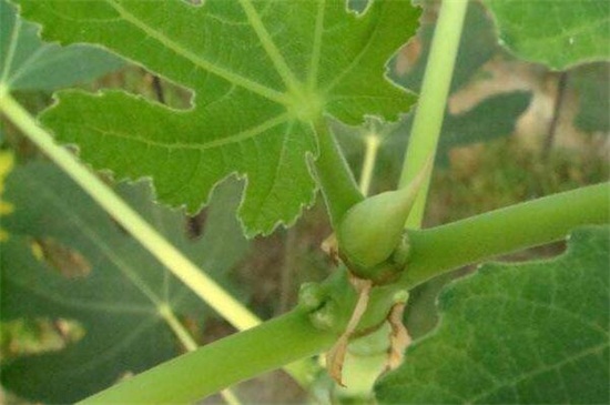 地栽无花果树卷叶怎么回事,无花果叶子发黄怎么补救最快