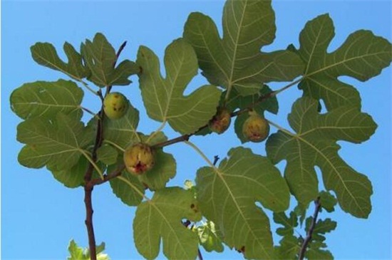 地栽无花果树卷叶怎么回事,无花果叶子发黄怎么补救最快