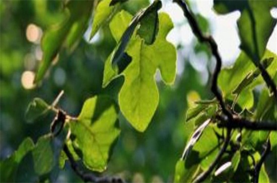 地栽无花果树卷叶怎么回事,无花果叶子发黄怎么补救最快