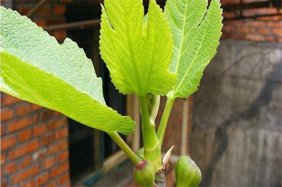 地栽无花果树卷叶怎么回事,无花果叶子发黄怎么补救最快