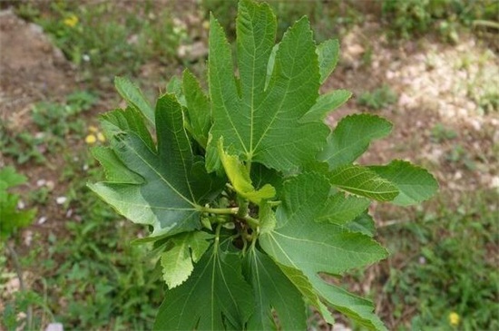 地栽无花果树卷叶怎么回事,无花果叶子发黄怎么补救最快