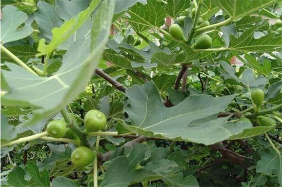 地栽无花果树卷叶怎么回事,无花果叶子发黄怎么补救最快