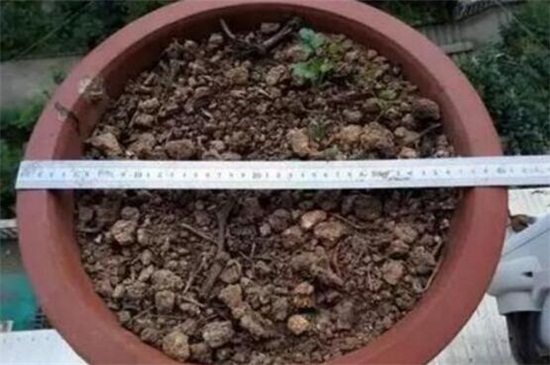 地栽无花果树卷叶怎么回事,无花果叶子发黄怎么补救最快