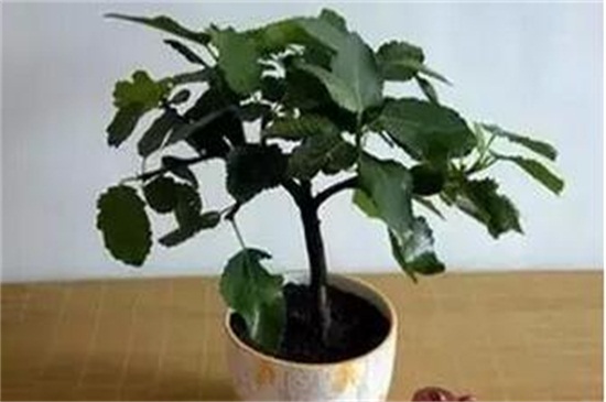 地栽无花果树卷叶怎么回事,无花果叶子发黄怎么补救最快