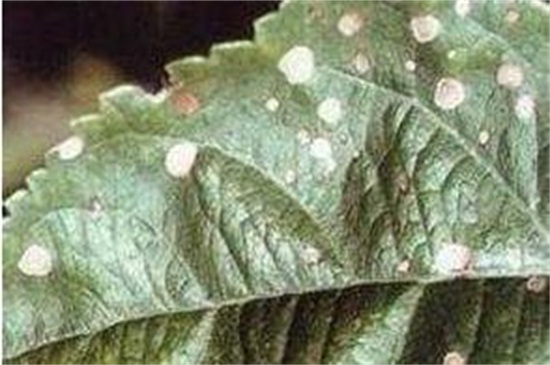 地栽无花果树卷叶怎么回事,无花果叶子发黄怎么补救最快