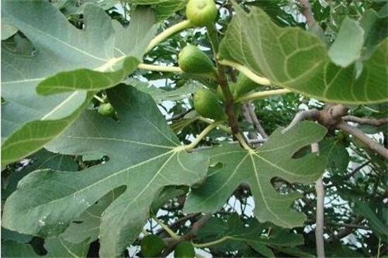 地栽无花果树卷叶怎么回事,无花果叶子发黄怎么补救最快