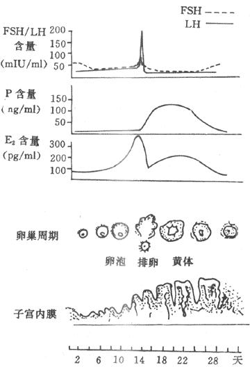 七下生物第二节人的生殖重点,第二节人的生殖知识点