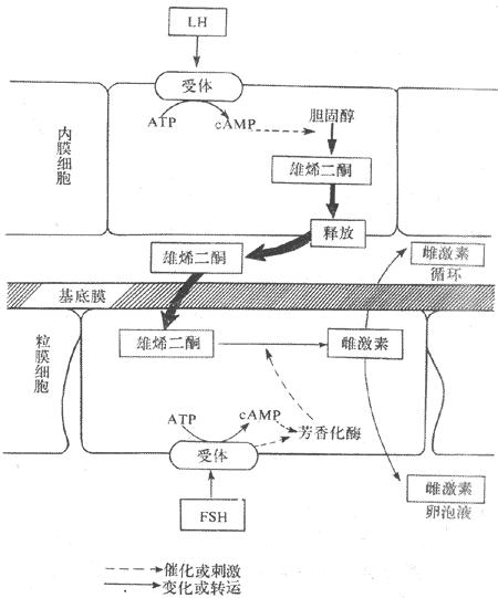 七下生物第二节人的生殖重点,第二节人的生殖知识点