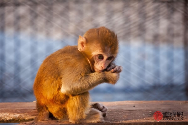 92年属猴女一生几段婚姻,92年的男猴和92年的女猴能相配吗