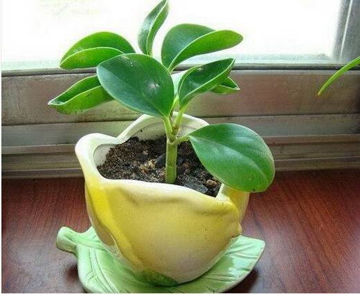 碧玉的养殖方法及其注意事项,碧玉莲的养殖方法和注意事项盆栽