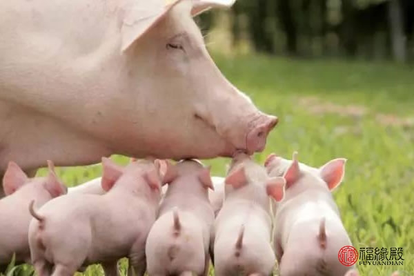 1995年属猪女2024运势婚姻,1995年属猪和1994属狗婚姻