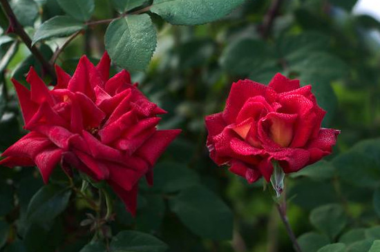 21朵玫瑰花语每朵代表什么意思,25朵玫瑰花语每朵代表什么