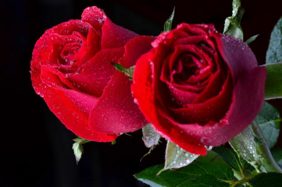 21朵玫瑰花语每朵代表什么意思,25朵玫瑰花语每朵代表什么