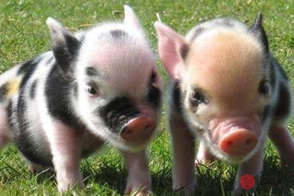 95年属猪适合几岁结婚,95年属猪的最佳结婚年龄分析