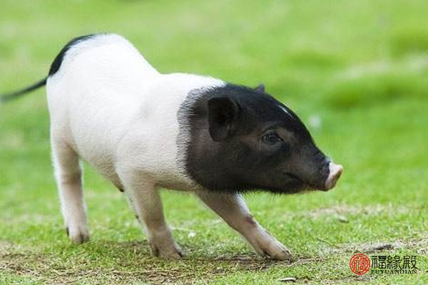 95年属猪适合几岁结婚,95年属猪的最佳结婚年龄分析