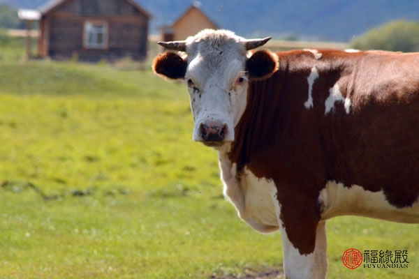 牛和狗合不合财运牛和狗配对如何