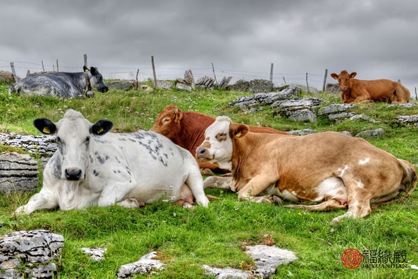 牛和狗合不合财运牛和狗配对如何