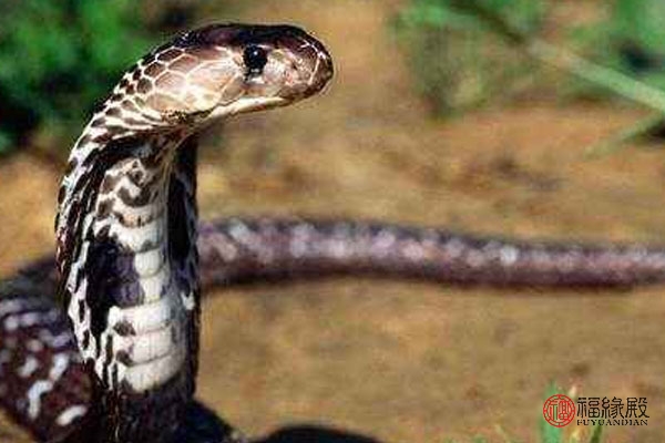 婚配属相蛇配蛇好不好,属相蛇跟属相蛇相配吗