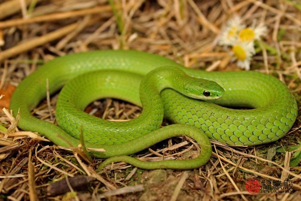 婚配属相蛇配蛇好不好,属相蛇跟属相蛇相配吗