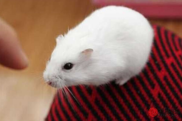 属鼠今年的婚姻怎么样,96属鼠女今年的婚姻