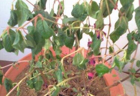 倒挂金钟夏季突然蔫怎么解决,倒挂金钟叶子发蔫原因及补救方法