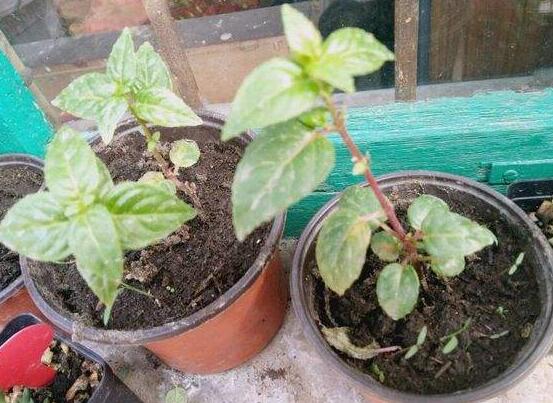 倒挂金钟夏季突然蔫怎么解决,倒挂金钟叶子发蔫原因及补救方法