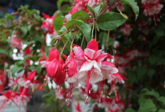 倒挂金钟夏季突然蔫怎么解决,倒挂金钟叶子发蔫原因及补救方法