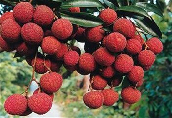 荔枝品种大全及图片,水培荔枝是什么品种的荔枝