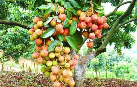 荔枝品种大全及图片,水培荔枝是什么品种的荔枝